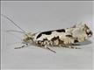 0462 (17.012) Ypsolopha sequella